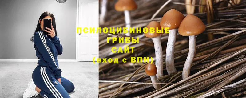 Галлюциногенные грибы Magic Shrooms  как найти наркотики  Власиха 